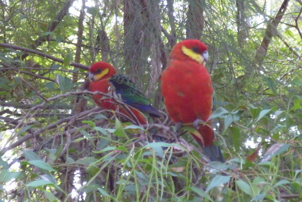 澳大利亞的鳥類 澳大利亞的鳥類