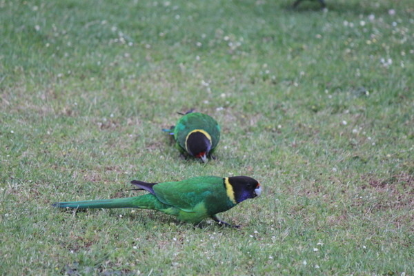 澳大利亞的鳥類 澳大利亞的鳥類
