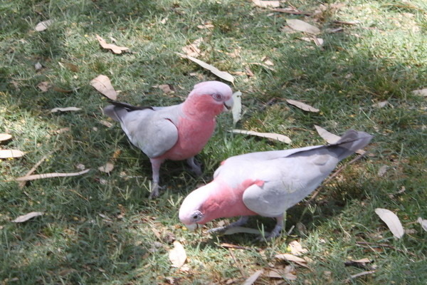 澳大利亞的鳥類 澳大利亞的鳥類