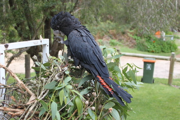 澳大利亞的鳥類 澳大利亞的鳥類