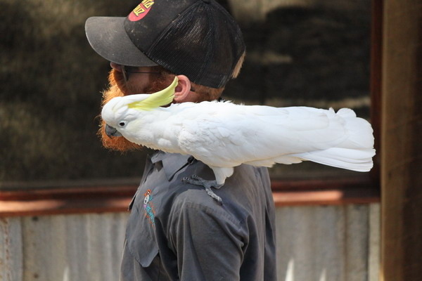 澳大利亞的鳥類 澳大利亞的鳥類