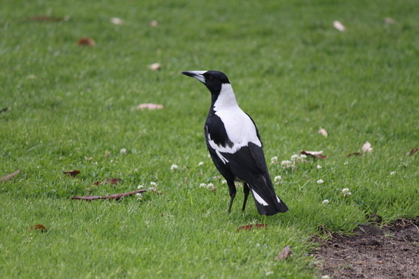 澳大利亞的鳥類 澳大利亞的鳥類