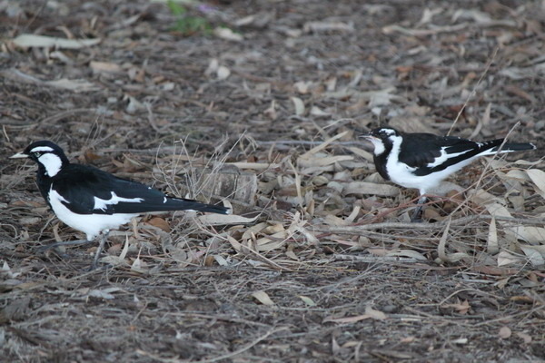 澳大利亞的鳥類 澳大利亞的鳥類