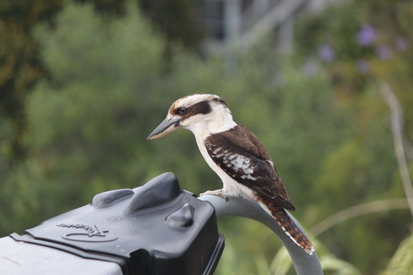 澳大利亞的鳥類 澳大利亞的鳥類