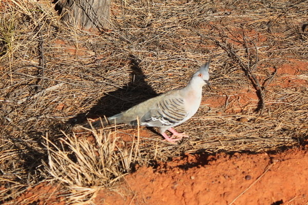 澳大利亞的鳥類 澳大利亞的鳥類