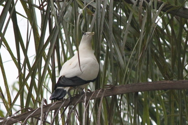 澳大利亞的鳥類 澳大利亞的鳥類