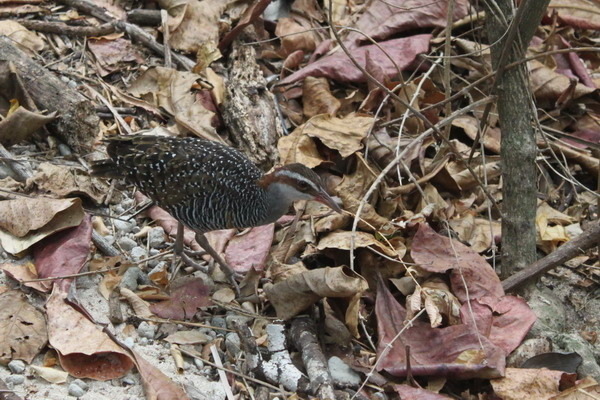 澳大利亞的鳥類 澳大利亞的鳥類