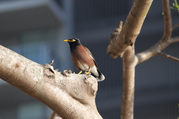 澳大利亞的鳥類 澳大利亞的鳥類