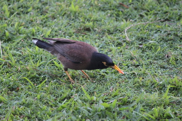 澳大利亞的鳥類 澳大利亞的鳥類