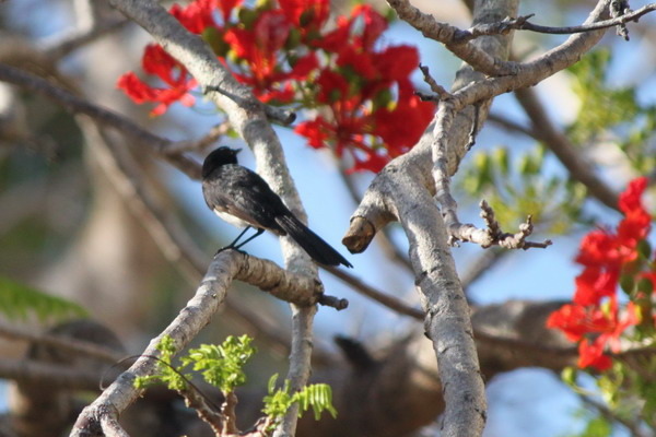 澳大利亞的鳥類 澳大利亞的鳥類