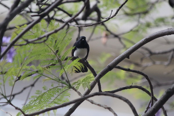 澳大利亞的鳥類 澳大利亞的鳥類