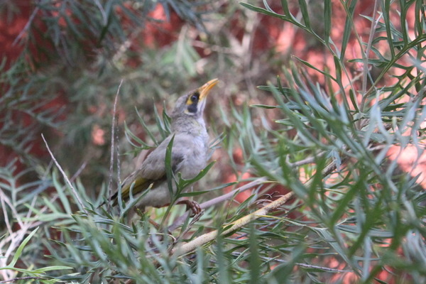 澳大利亞的鳥類 澳大利亞的鳥類