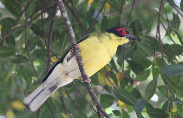 澳大利亞的鳥類 澳大利亞的鳥類
