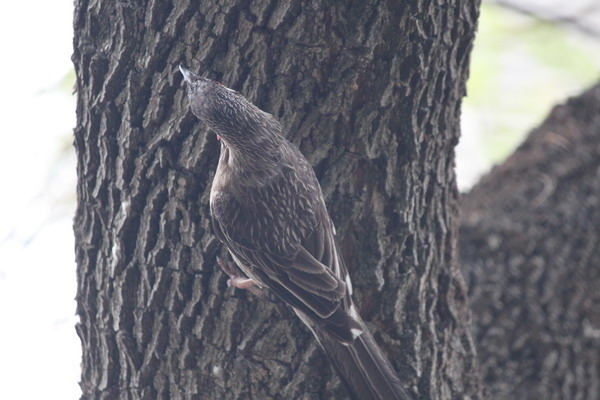 澳大利亞的鳥類 澳大利亞的鳥類