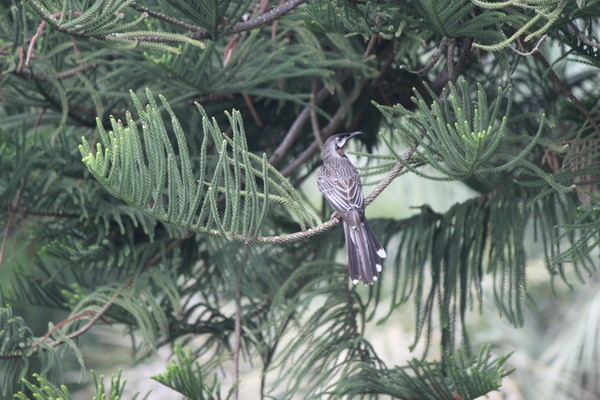 澳大利亞的鳥類 澳大利亞的鳥類
