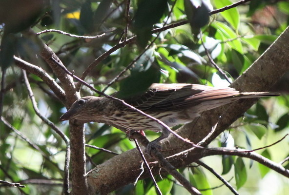 澳大利亞的鳥類 澳大利亞的鳥類