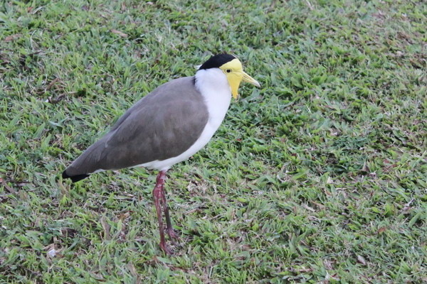 澳大利亞的鳥類 澳大利亞的鳥類