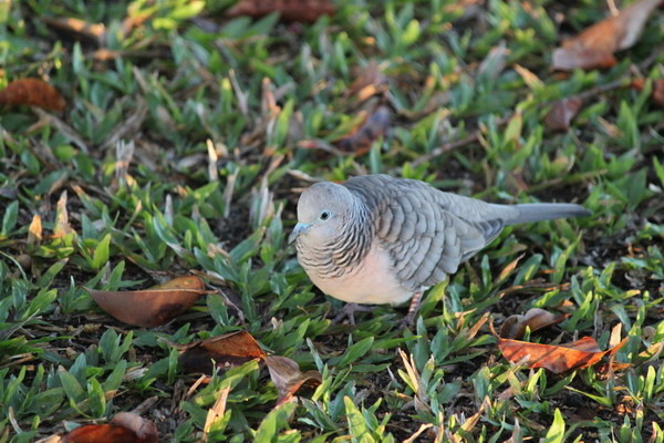 澳大利亞的鳥類 澳大利亞的鳥類