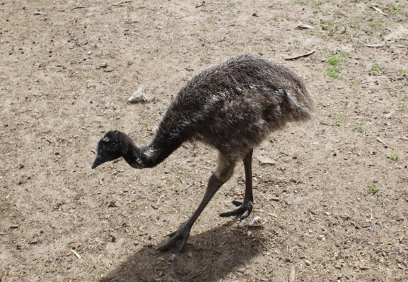 澳大利亞的鳥類 澳大利亞的鳥類
