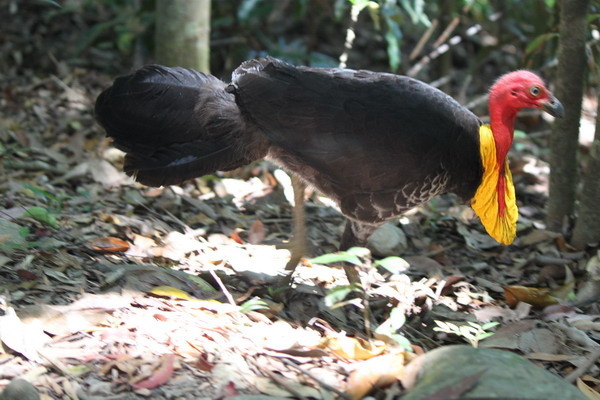 澳大利亞的鳥類 澳大利亞的鳥類
