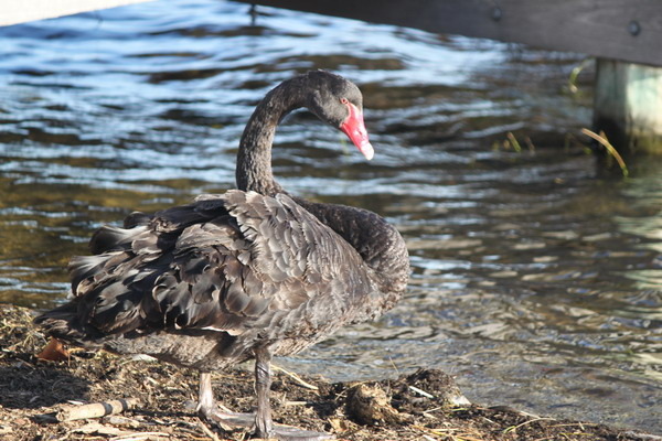澳大利亞的鳥類 澳大利亞的鳥類