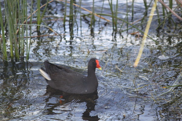 澳大利亞的鳥類 澳大利亞的鳥類