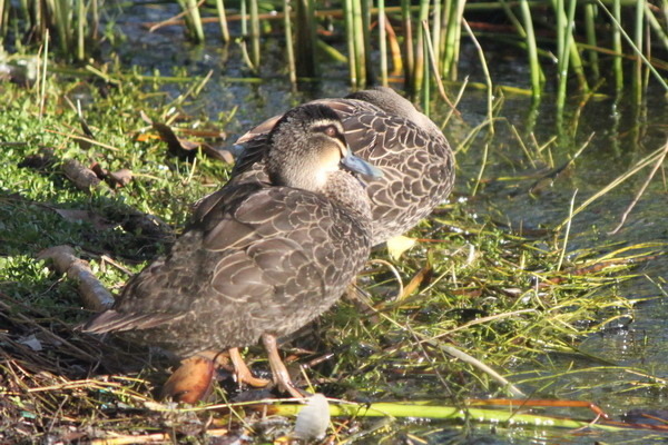澳大利亞的鳥類 澳大利亞的鳥類