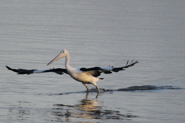澳大利亞的鳥類 澳大利亞的鳥類