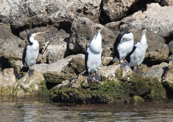 澳大利亞的鳥類 澳大利亞的鳥類