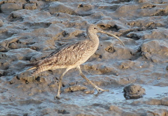 澳大利亞的鳥類 澳大利亞的鳥類