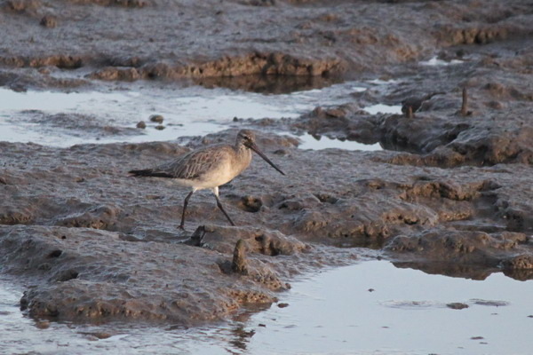澳大利亞的鳥類 澳大利亞的鳥類