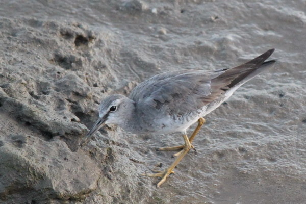 澳大利亞的鳥類 澳大利亞的鳥類
