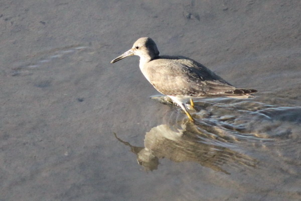 澳大利亞的鳥類 澳大利亞的鳥類
