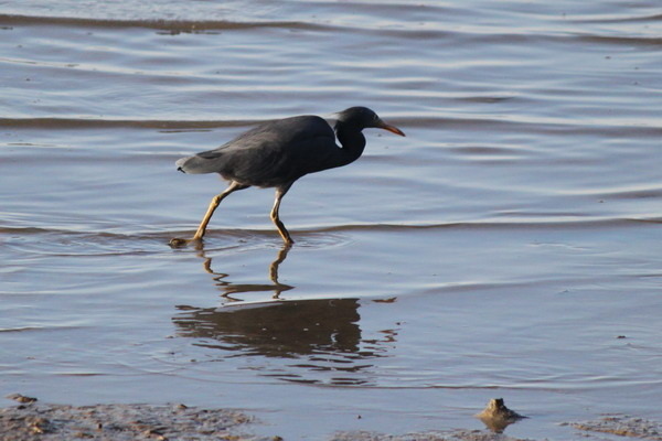 澳大利亞的鳥類 澳大利亞的鳥類