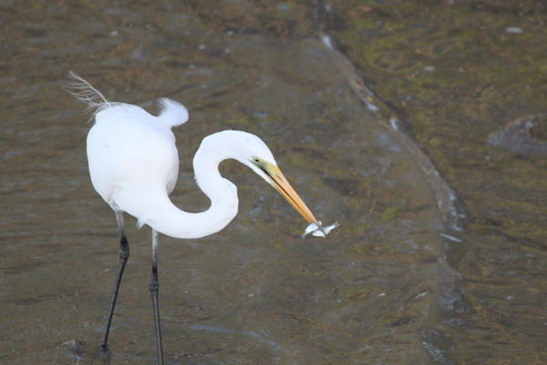 澳大利亞的鳥類 澳大利亞的鳥類