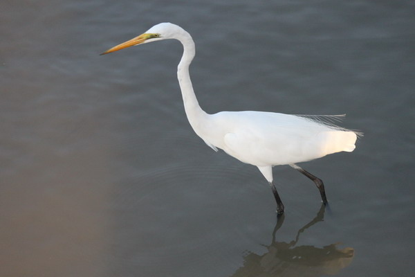 澳大利亞的鳥類 澳大利亞的鳥類