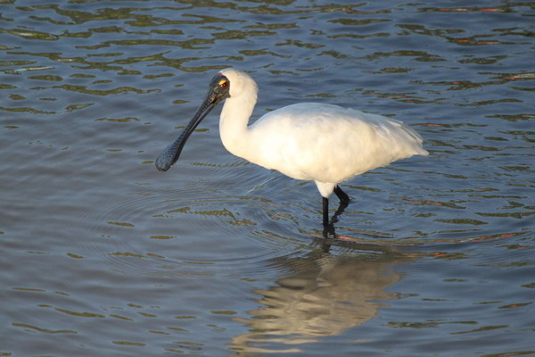 澳大利亞的鳥類 澳大利亞的鳥類
