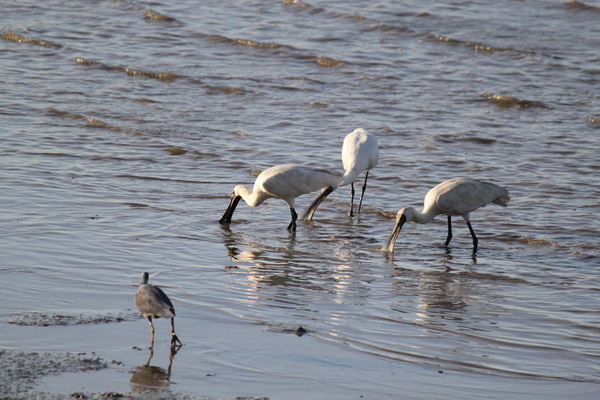 澳大利亞的鳥類 澳大利亞的鳥類