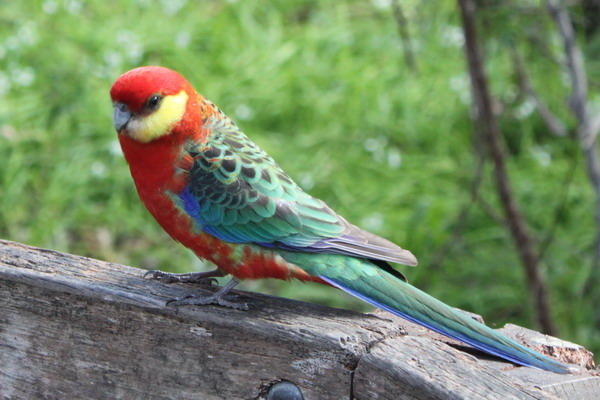 澳大利亞的鳥類 澳大利亞的鳥類
