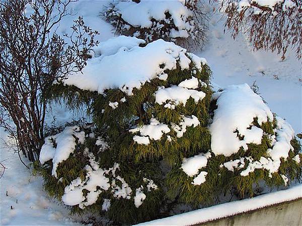 002_積雪.JPG 002_積雪.JPG