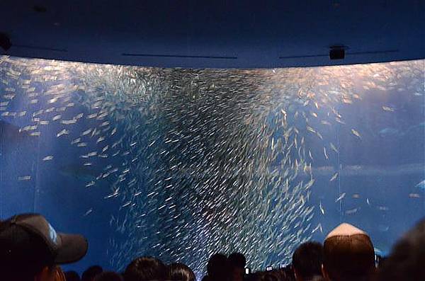 023_水族館.JPG 023_水族館.JPG