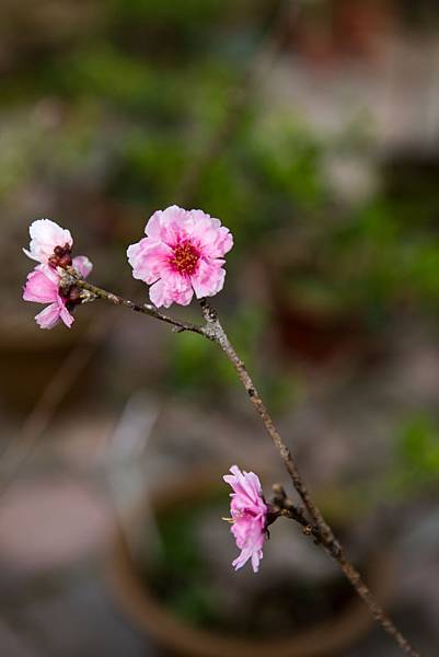 20130124-IMG_2412 20130124-IMG_2412