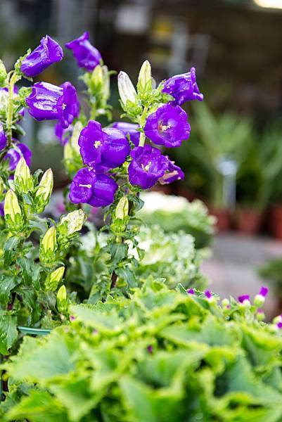 20130124-IMG_2419 20130124-IMG_2419