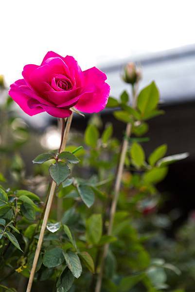 20130124-IMG_2420 20130124-IMG_2420