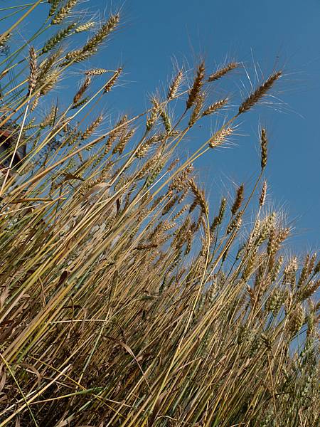 P1010946.jpg P1010946.jpg