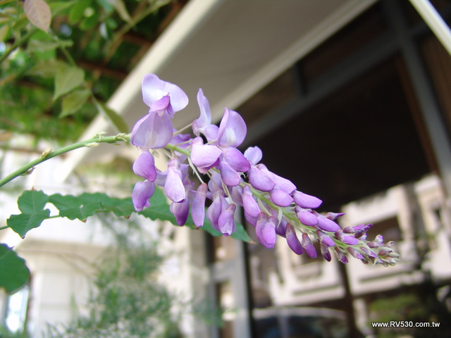 夏天的紫藤花朵