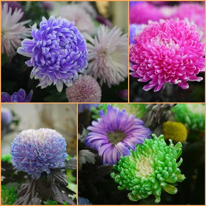菊展.jpg 菊展.jpg