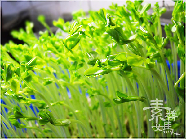 簡單食譜-炒公仔麵01.jpg 簡單食譜-炒公仔麵01.jpg