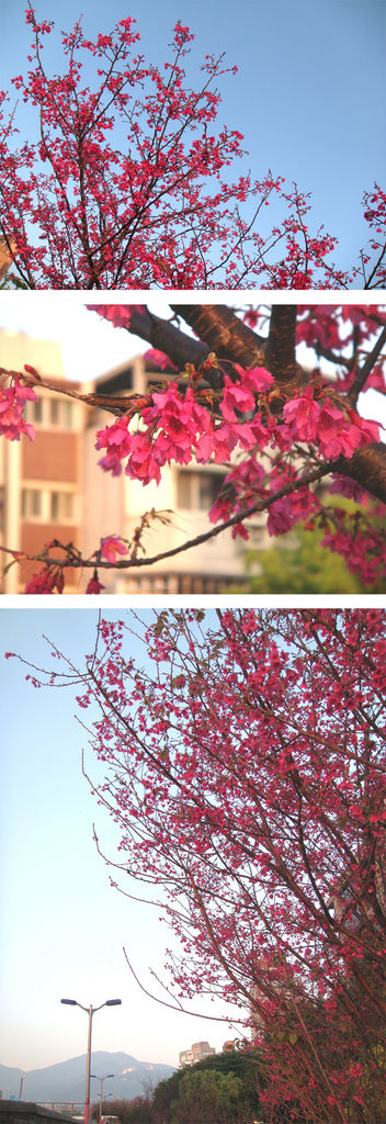 櫻花 櫻花