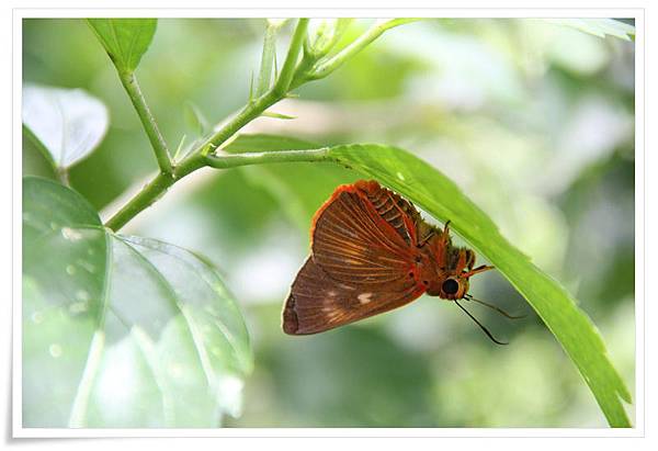 20130714IMG_3185.JPG 20130714IMG_3185.JPG